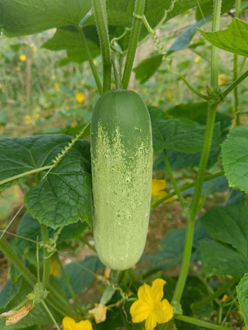 新鲜蔬菜批发行业最新动态：绿色健康的源动力